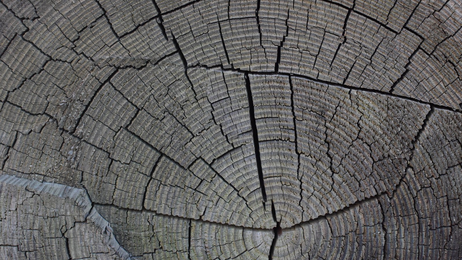 A close photograph of the sawn end of a weathered timber log, filling the frame, its concentric growth rings running in fine grey bands around a knot below the centre and split through by several deep radial cracks. No text, brand mark, person or place is in view.