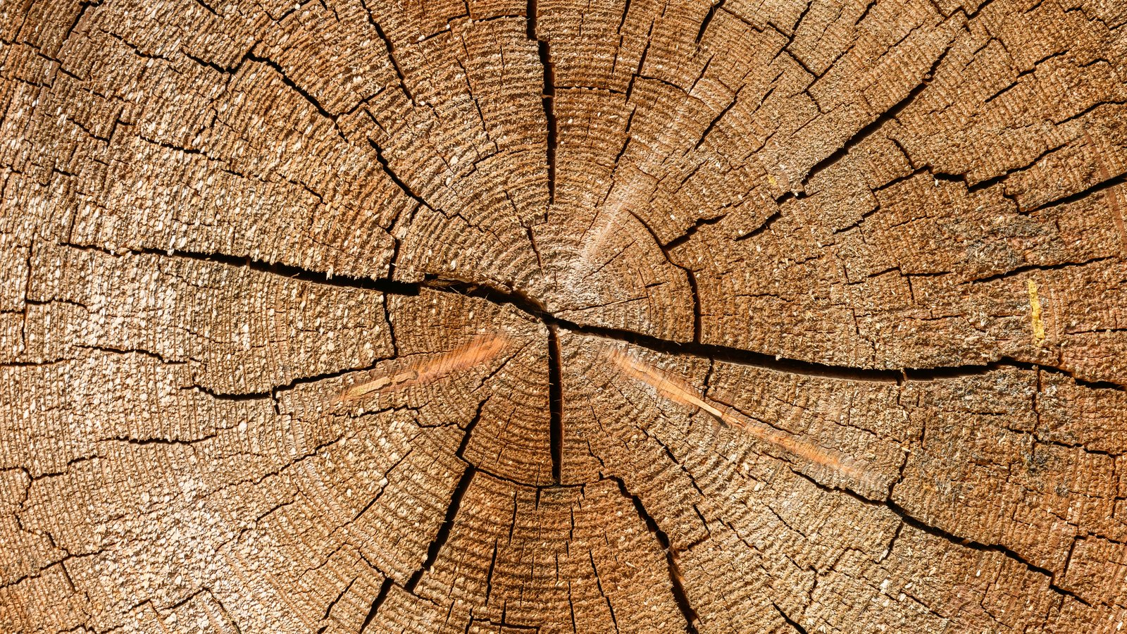 The sawn end of a large timber log filling the frame, showing close concentric growth rings in warm brown with several radial drying cracks running out from a split near the centre. No bark, background, text or brand mark is in view.