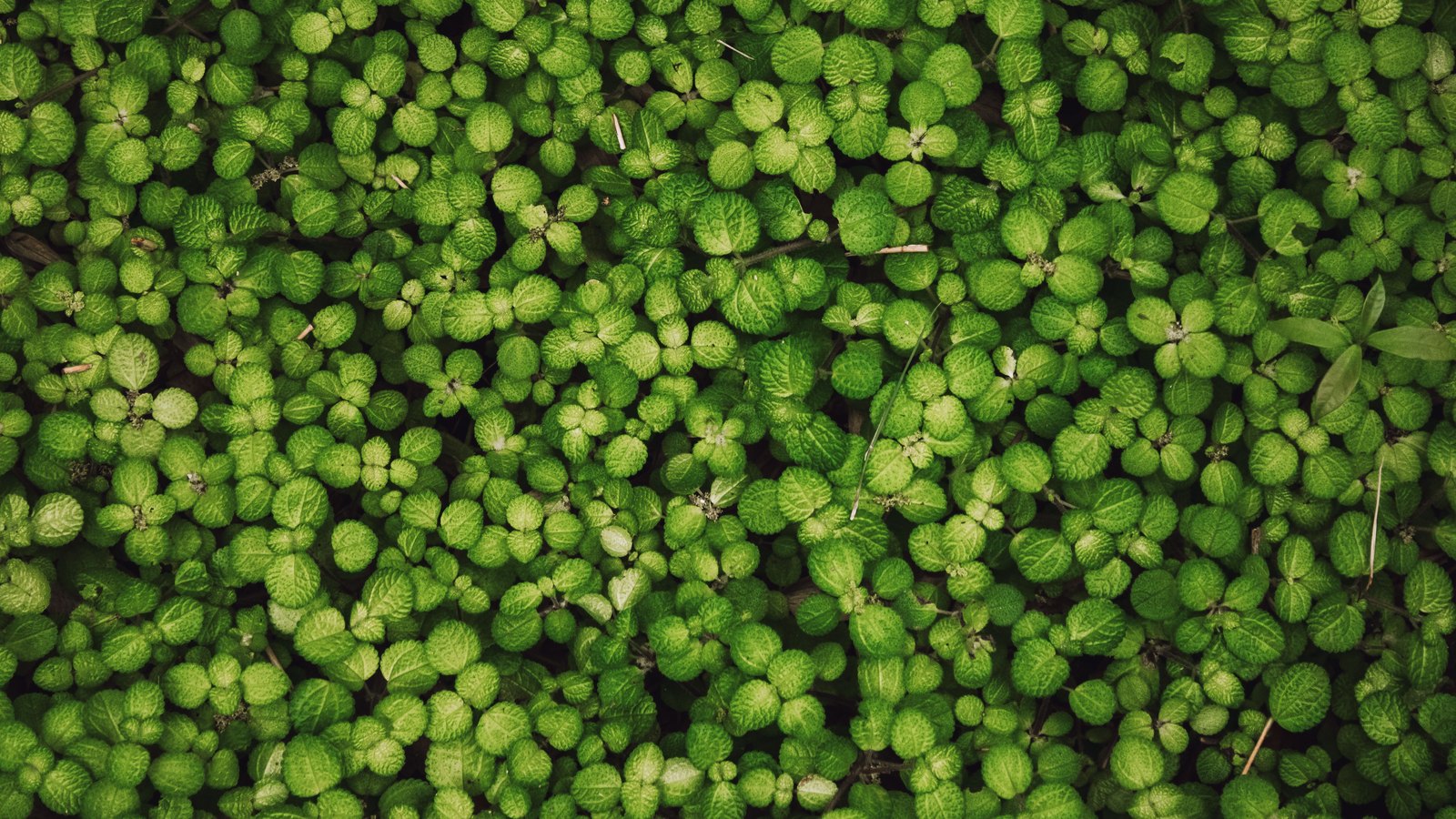 A dense carpet of small round green leaves photographed from directly above, filling the frame edge to edge, with a few dry stems and specks of soil showing between them. No sky, horizon or ground is visible.