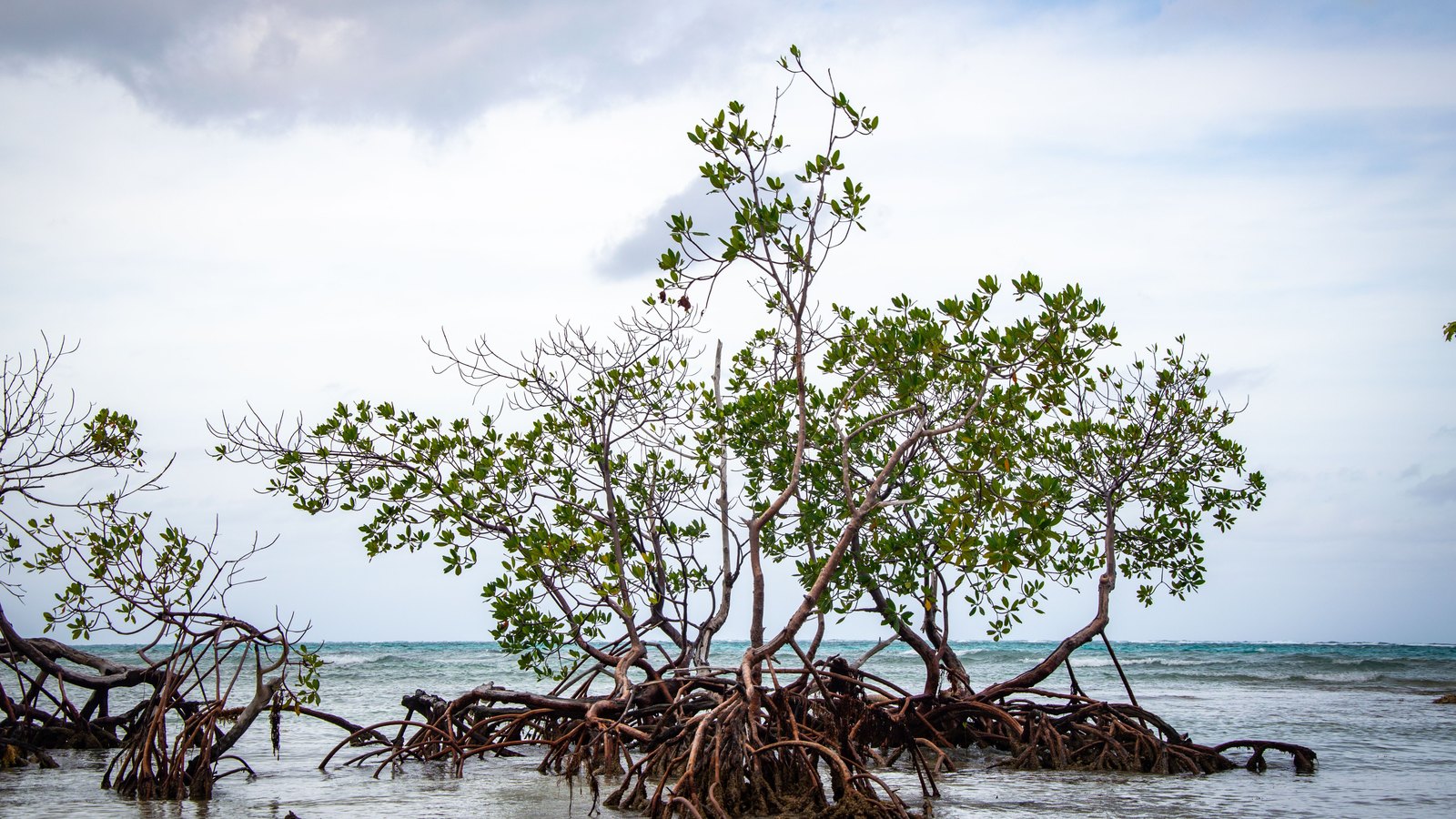 A single mangrove tree standing in shallow coastal water under a flat overcast sky, its tangled prop roots fully exposed above the surface and running out to either side. No people, buildings, boats, signage or lettering appear in the frame. Illustrative only, not a photograph of this event.