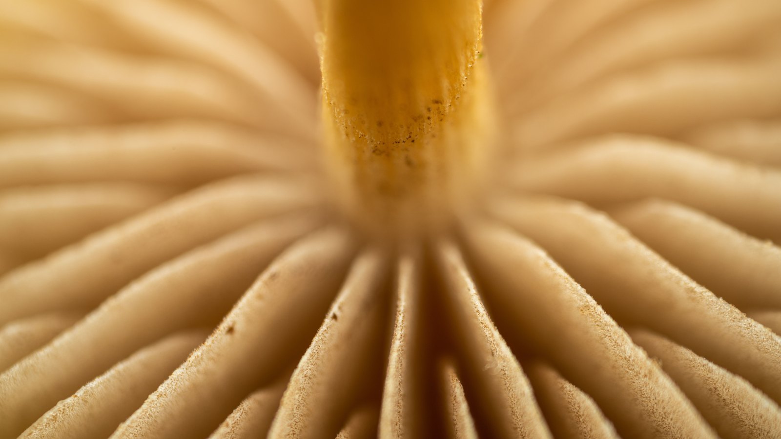 An extreme close photograph of the underside of a pale tan mushroom, its gills radiating out from a yellow stem in fine even ridges that soften towards the edges of the frame. No text, lettering, brand mark, product, tool, person or place is in view.