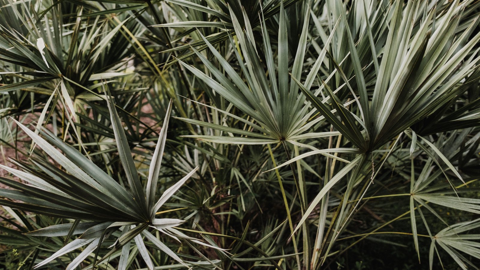 A close crop of dense fan shaped palm fronds filling the whole frame, muted green and grey, with bare stems and shadow behind them. No sky, no buildings, no people, no vehicles, no signage and no lettering of any kind.