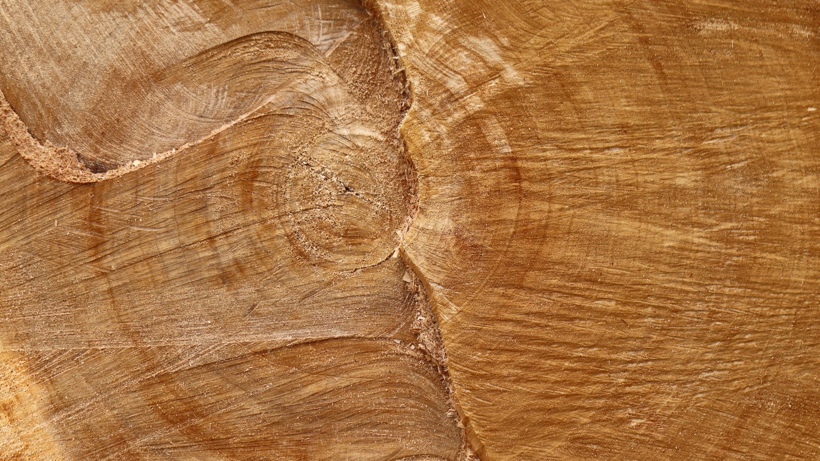 A close photograph of the sawn end face of a tree trunk filling the whole frame, honey and pale brown, with curved saw marks sweeping across the grain, a small dark knot left of centre and a short strip of rough bark at the top left corner. It is used as a generic illustration. No text, brand mark, person, building or place is in view.
