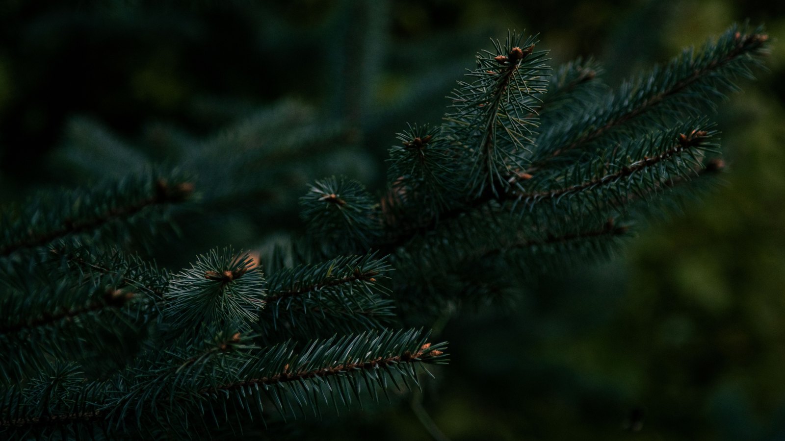 A close photograph of spruce branches, dark blue green needles radiating from woody stems that run diagonally across the frame, small pale buds at several of the tips, and the rest of the foliage falling away into shadow behind. No object, person, lettering or brand mark is visible.
