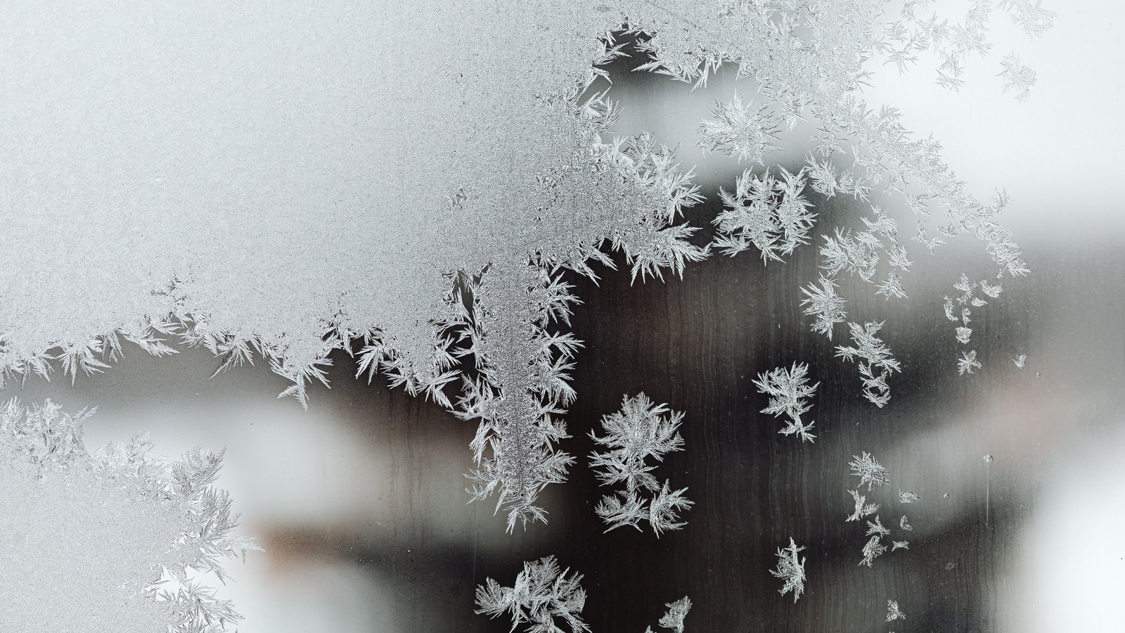 Frost crystals spread across a windowpane, feathered spikes radiating from several centres, with an unfocused dark shape behind the glass.