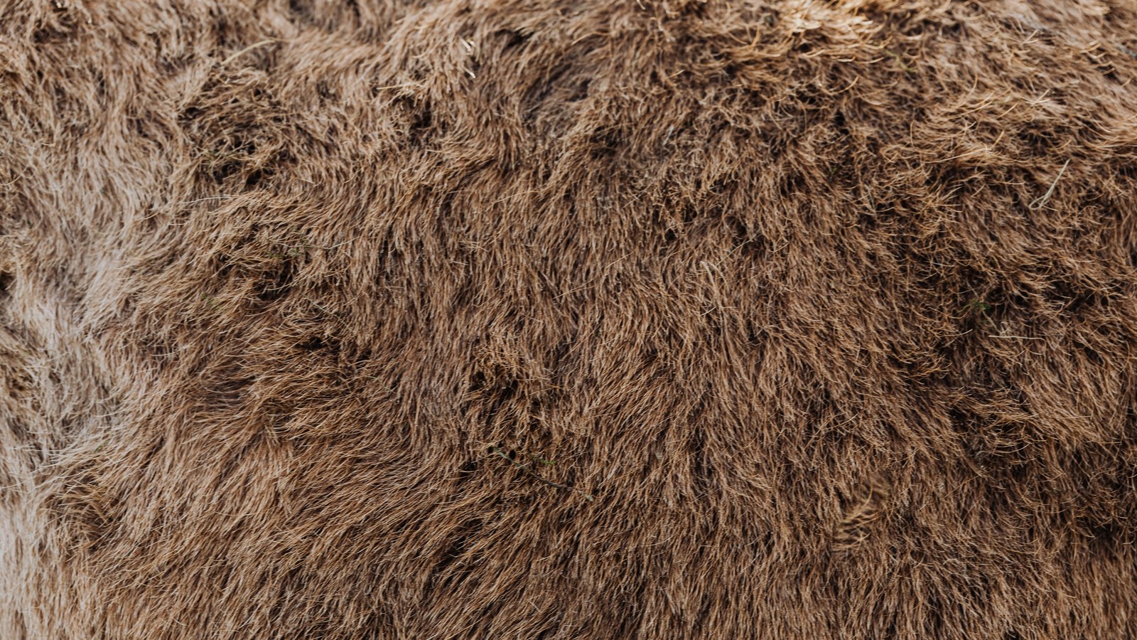 A very close photograph of dense brown animal fur filling the whole frame, the hairs lying in overlapping directional sweeps with paler tips and a darker undercoat showing through. No animal, person, object, building, text or lettering is identifiable in the frame, and no place can be read from it.