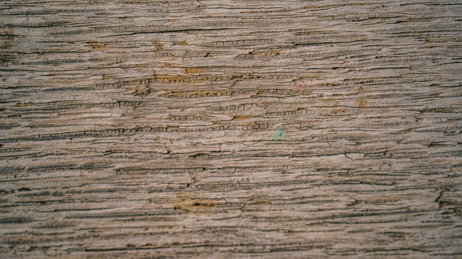 A close photograph of a weathered timber surface filling the whole frame. The grain runs horizontally in long split ridges of grey and pale brown, with darker cracks opening between them and two faint specks of green and red pigment near the centre. No text, markings, brand marks, people or machinery are in view. A generic material close-up, not a photograph of any thermal paper, mill or company premises.