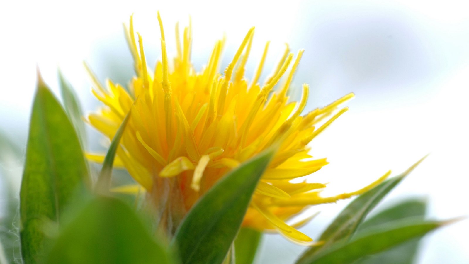 A single safflower head photographed close up against a bright, almost white background. Dozens of narrow yellow florets spray outwards from the centre in a loose starburst, some tipped with orange, and stiff green bracts with pale spines rise around the base and across the lower half of the frame. Nothing else is in the picture.