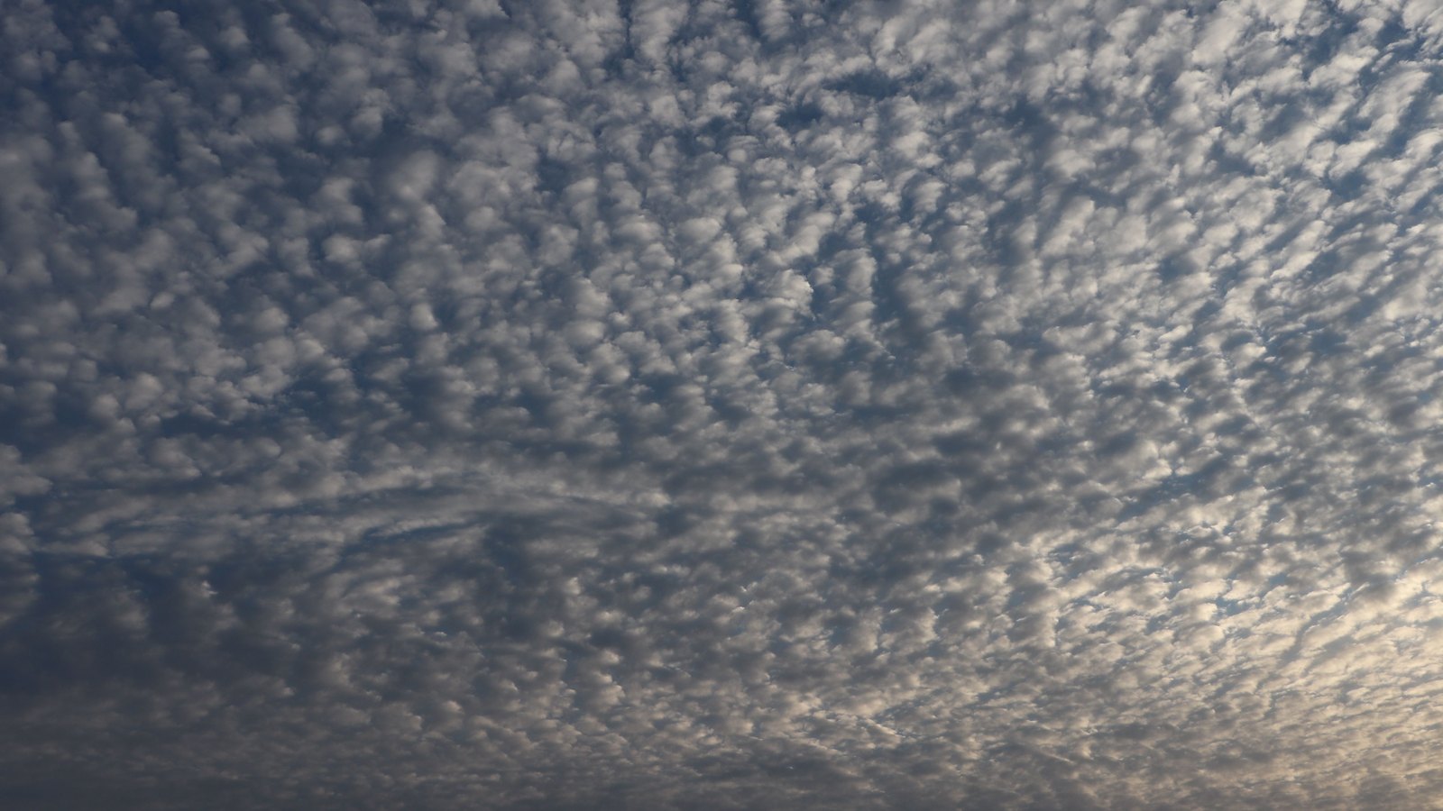 A sky filled edge to edge with small rounded cloudlets in dense rows, grey blue across the upper frame and catching warmer light towards the lower right. No horizon, land or aircraft is visible.