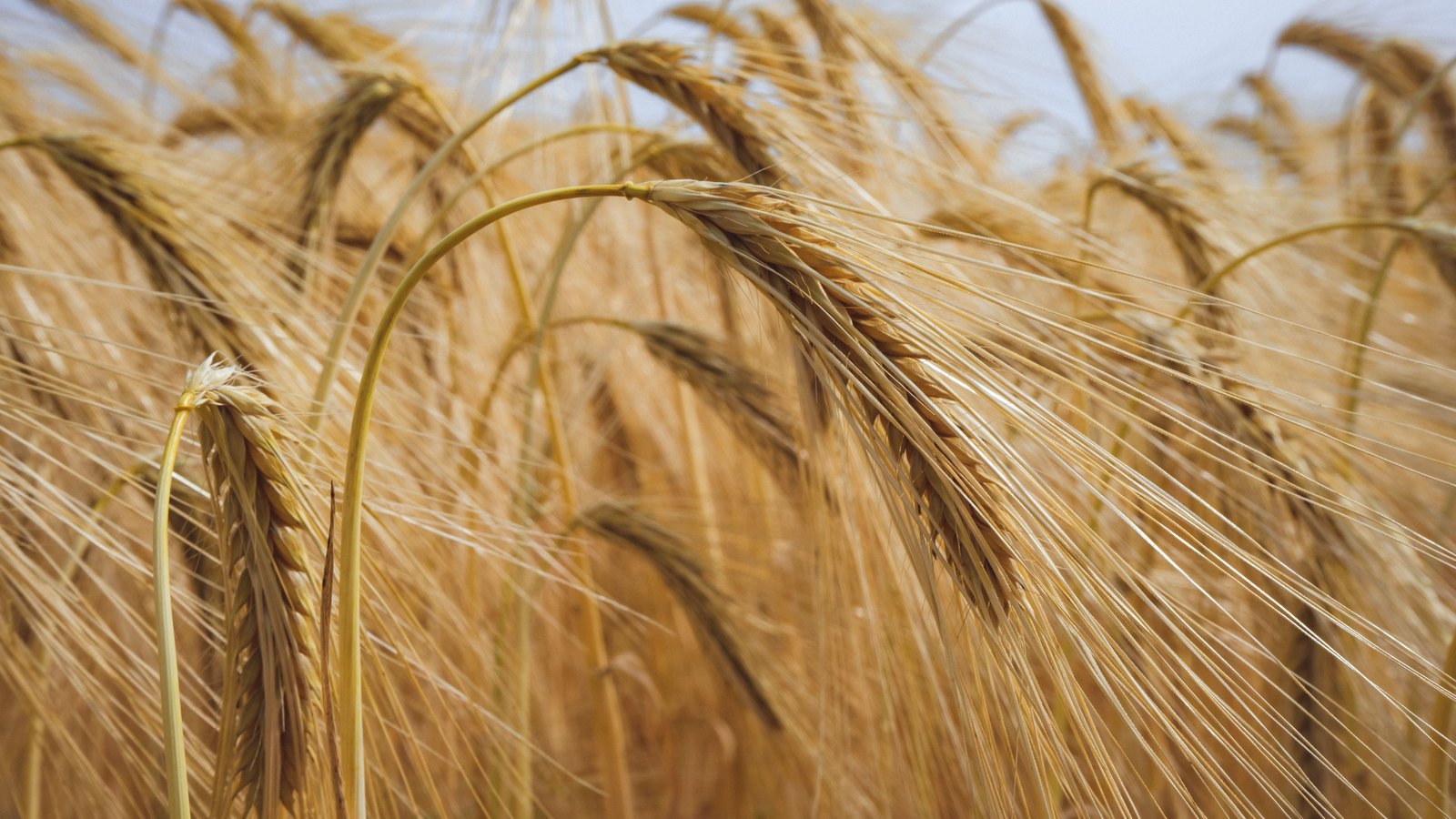 A close view into a field of ripe cereal, the golden heads bowed over on their stalks with long awns crossing the frame in every direction. A few stems arch forward into focus in the foreground and the crop recedes into a soft blur behind them, against a pale washed-out sky at the top of the picture.