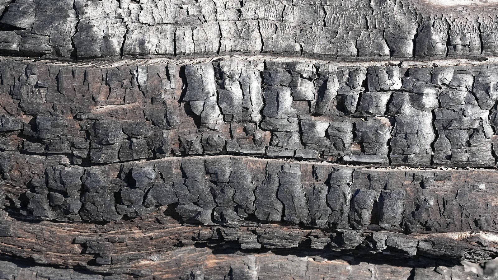 Close macro of deeply cracked charred wood, grey and black across the whole frame.