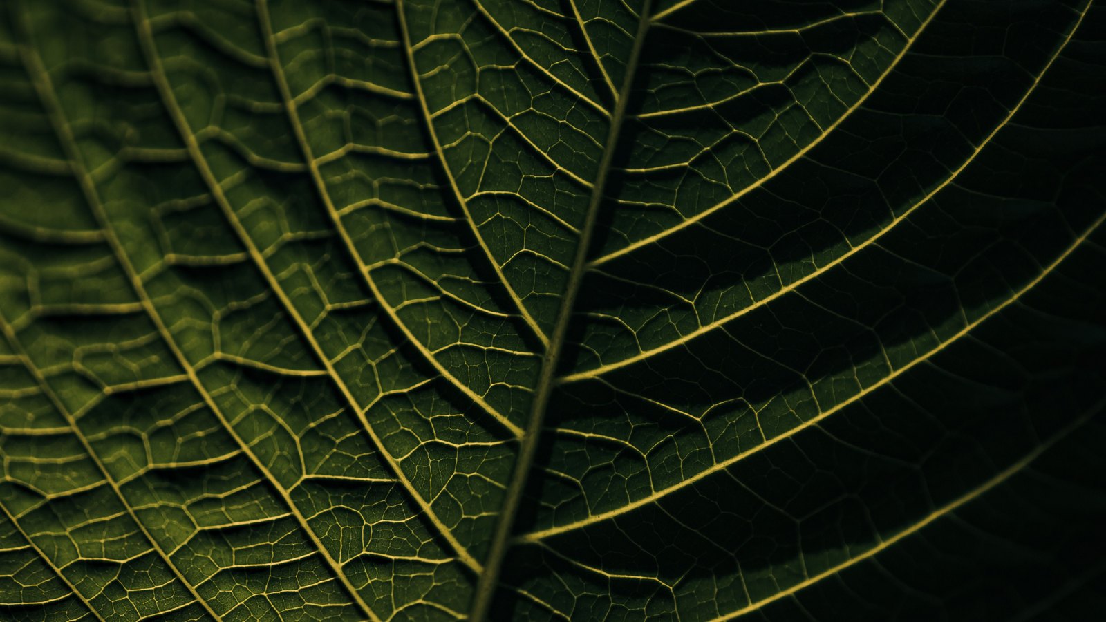 A close photograph of a single leaf filling the whole frame, lit from behind so that the pale yellow green midrib runs from the bottom edge up to the top of the frame with long side veins curving away from it on both sides. Between those veins a fine net of smaller veins divides the darker green blade into small irregular cells, and the right hand third of the frame falls away into deep shadow. No text, brand mark, person, animal, building or place is in view.