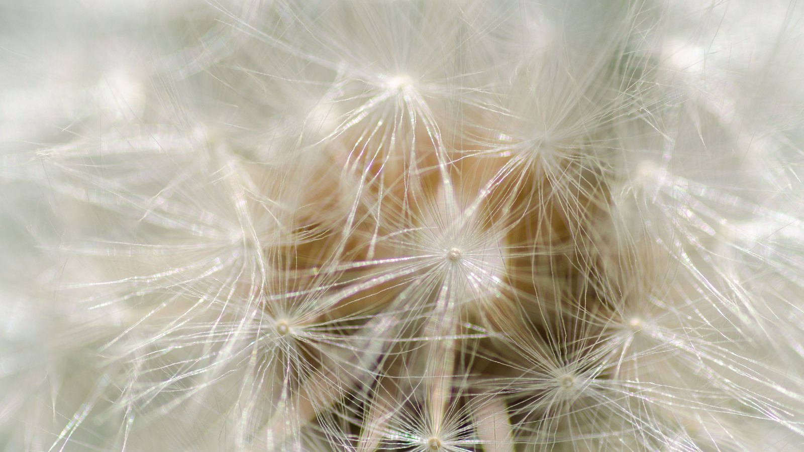 An extreme macro of a seed head, filled edge to edge with pale seed parachutes whose fine filaments radiate from small round centres and overlap into a soft white haze. No text, brand mark, person, place or whole plant is in the frame.