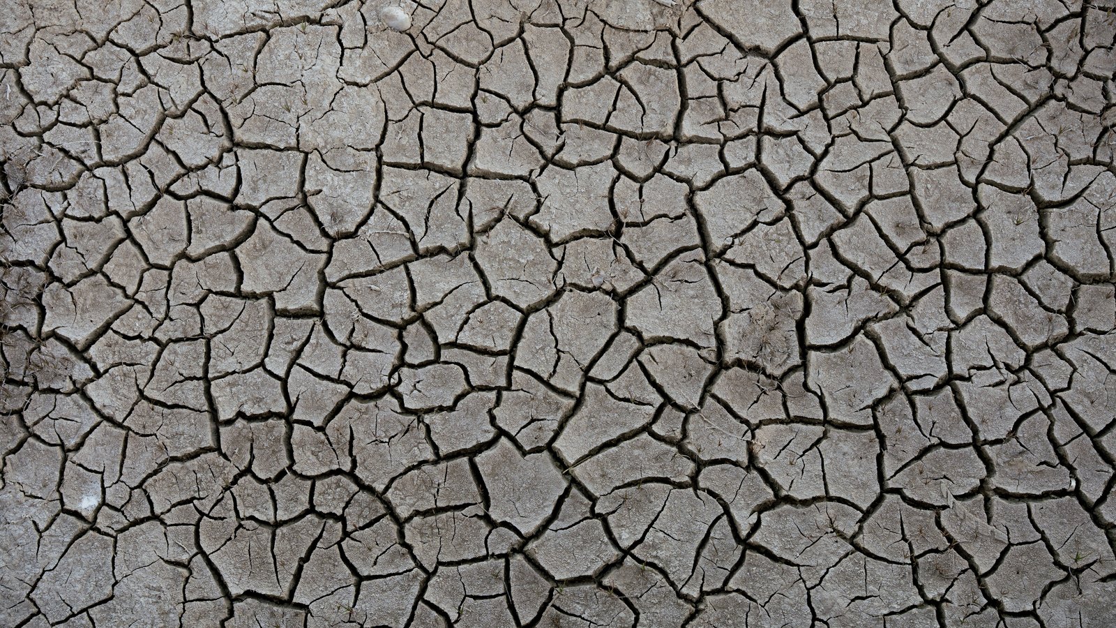 Pale grey dried mud photographed from directly above, broken into irregular plates by a network of dark cracks that fills the whole frame. A few dry stalks show in the cracks. No sky, horizon, building or person is in the picture.