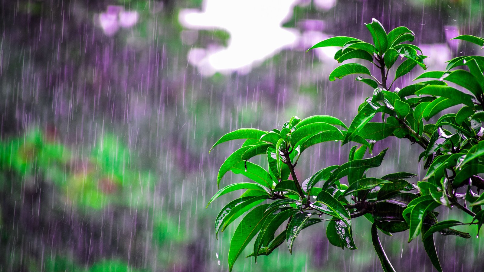Heavy rain falling in long pale streaks across the whole frame. At the right a branch of glossy dark green tropical leaves is bent under the water and running with droplets, and behind it the background dissolves into blurred green and purple foliage with a bright white break of sky along the top. No people, buildings, text or signage appear.