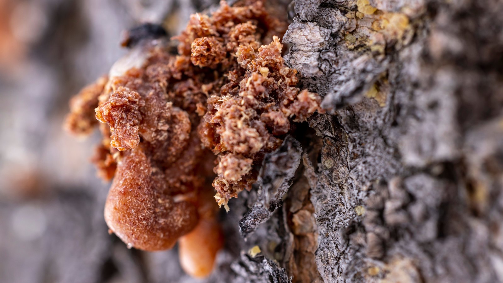 A close photograph of orange brown tree resin swelling out of dark grey furrowed bark, a glossy lower lobe sagging beneath a mass of dry granular crust, with the bark running out of focus to the right of the frame. No text, marking, brand, person, place or object is in view. A generic natural close-up, not a photograph of any company, product, market or document.