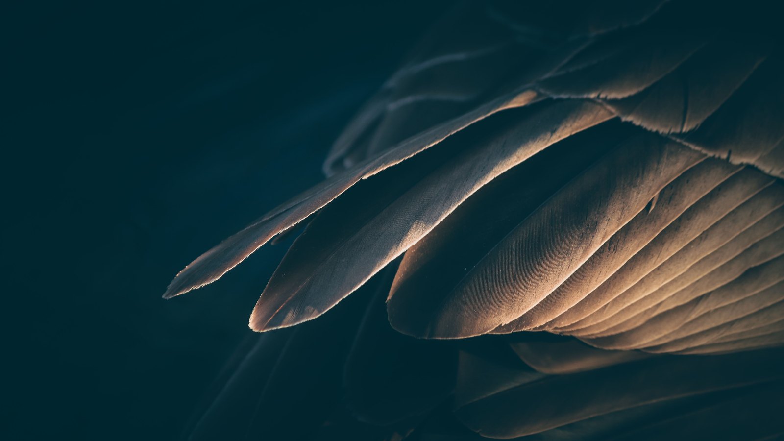 A tight crop of overlapping wing feathers lit from the right, the pale shafts and the fine barbs catching a warm light against a deep blue black background. No bird, no lettering and no other object is visible in the frame.