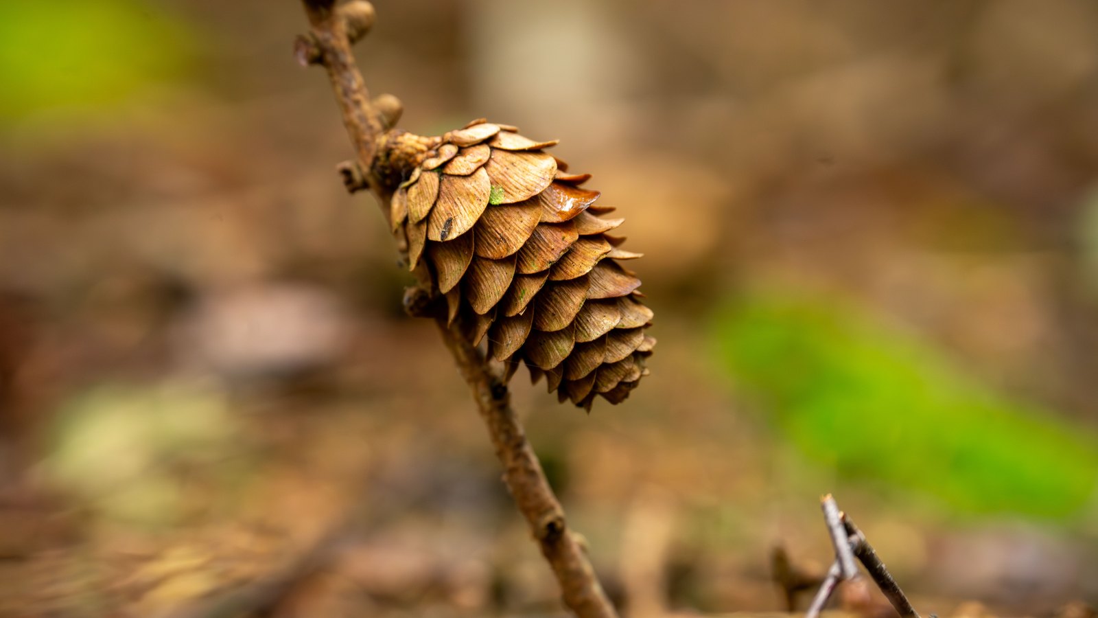 A dried brown pine cone hanging from a thin bare twig, its overlapping woody scales in sharp focus against a soft brown and green blur of forest floor behind. No text, lettering, brand mark, product, tool, person or building is in view.