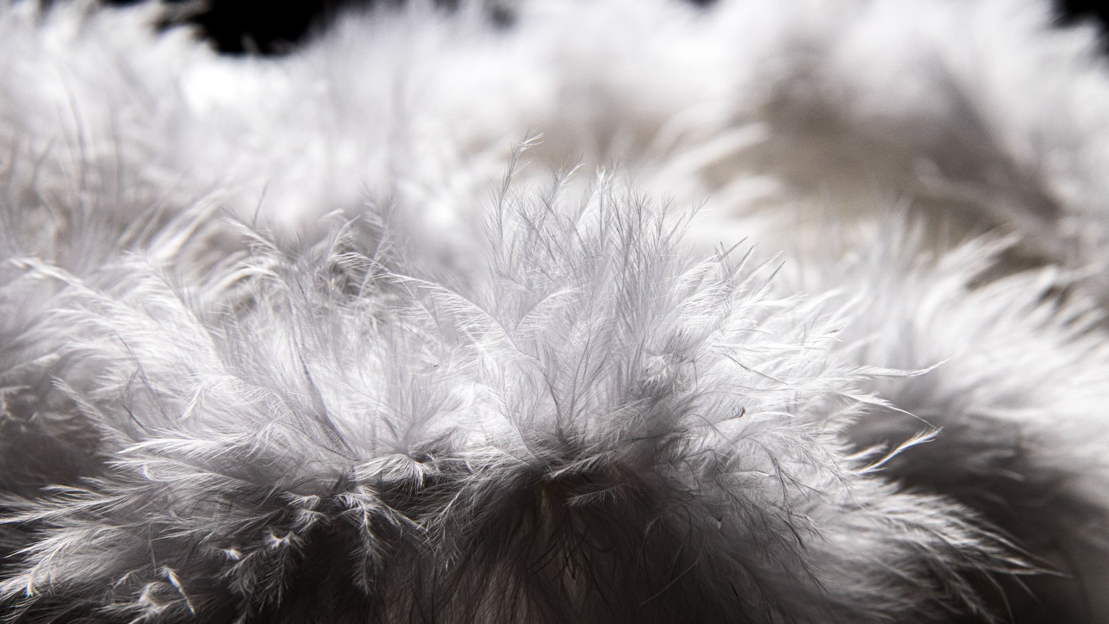A dense bank of white down feathers filling the frame, the fine barbs picked out sharply by the light across the centre and falling away into soft grey shadow at the top and edges.