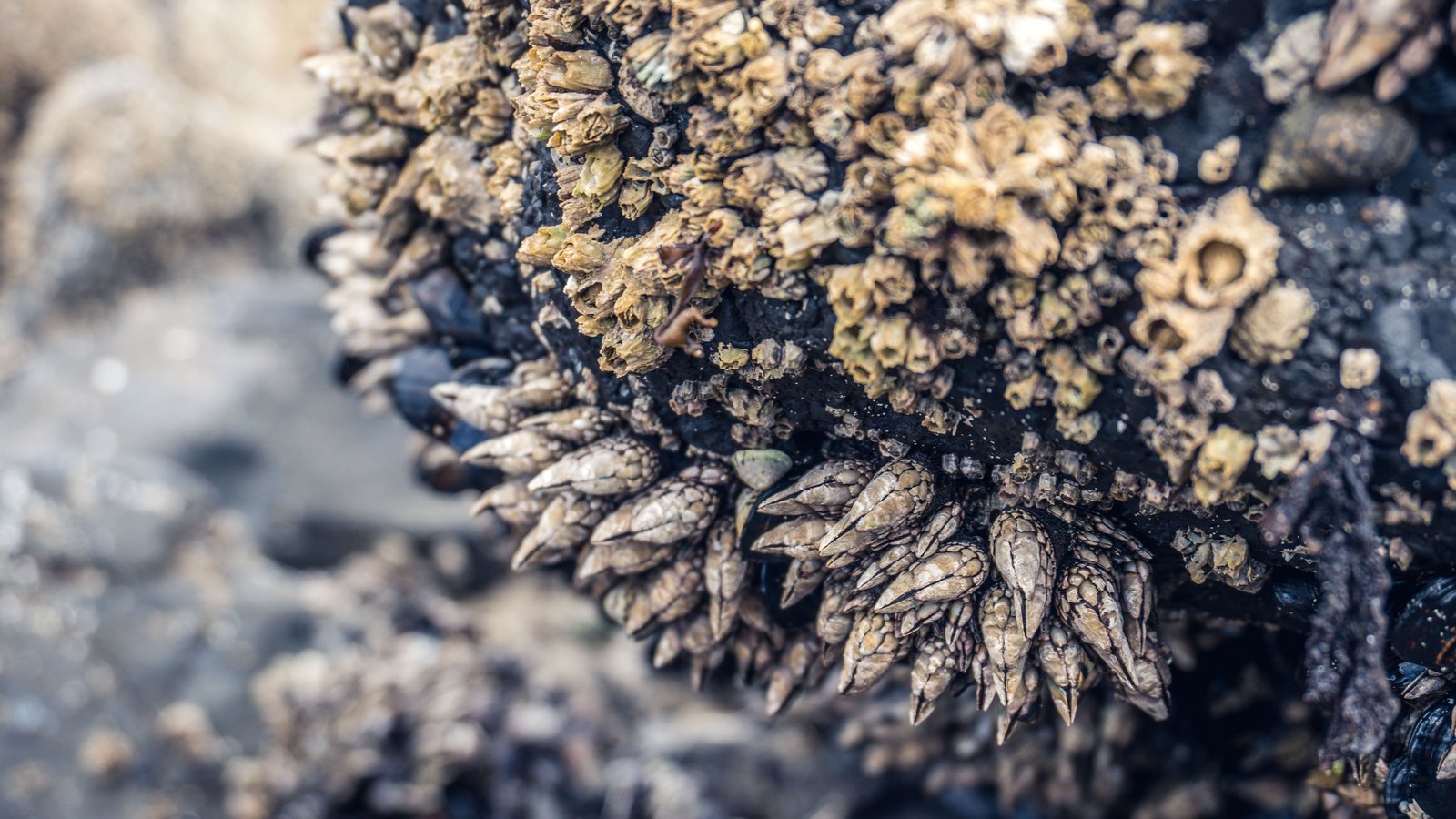 A close photograph of goose barnacles and acorn barnacles crusted over dark wet rock, the pale ridged shells filling the upper half of the frame and hanging in a dense fringe below it, with wet stone and shallow water out of focus behind. No text, lettering, brand mark, vessel, person or place is in view.