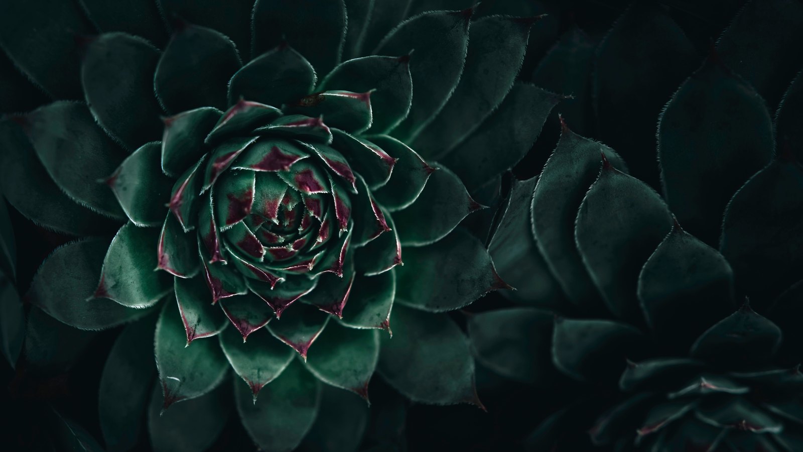 A close photograph of a dark green succulent rosette filling most of the frame, its pointed leaves spiralling outward in even rings from a tight centre, each leaf tipped and edged in deep red and fringed with fine pale hairs along its margin. Further rosettes sit in deep shadow to the right. No text, lettering, brand mark, person, vessel or place is in view.
