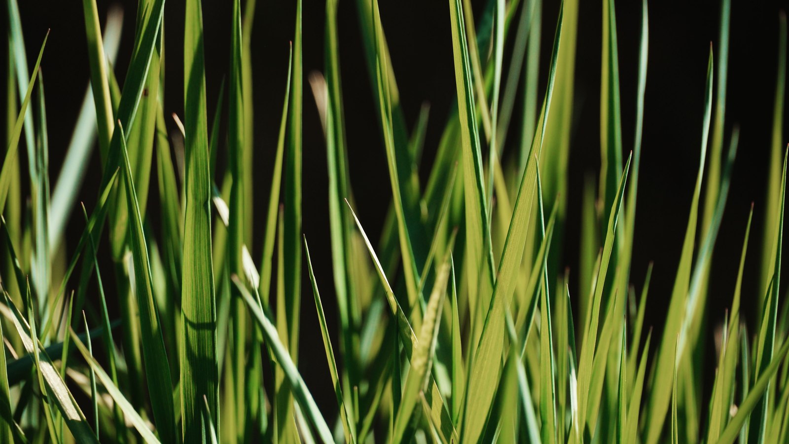 A close photograph of upright green grass blades filling the frame against an unlit dark background, the blades crossing at slight angles with sunlight catching their edges, and no sky, horizon or other object in view.