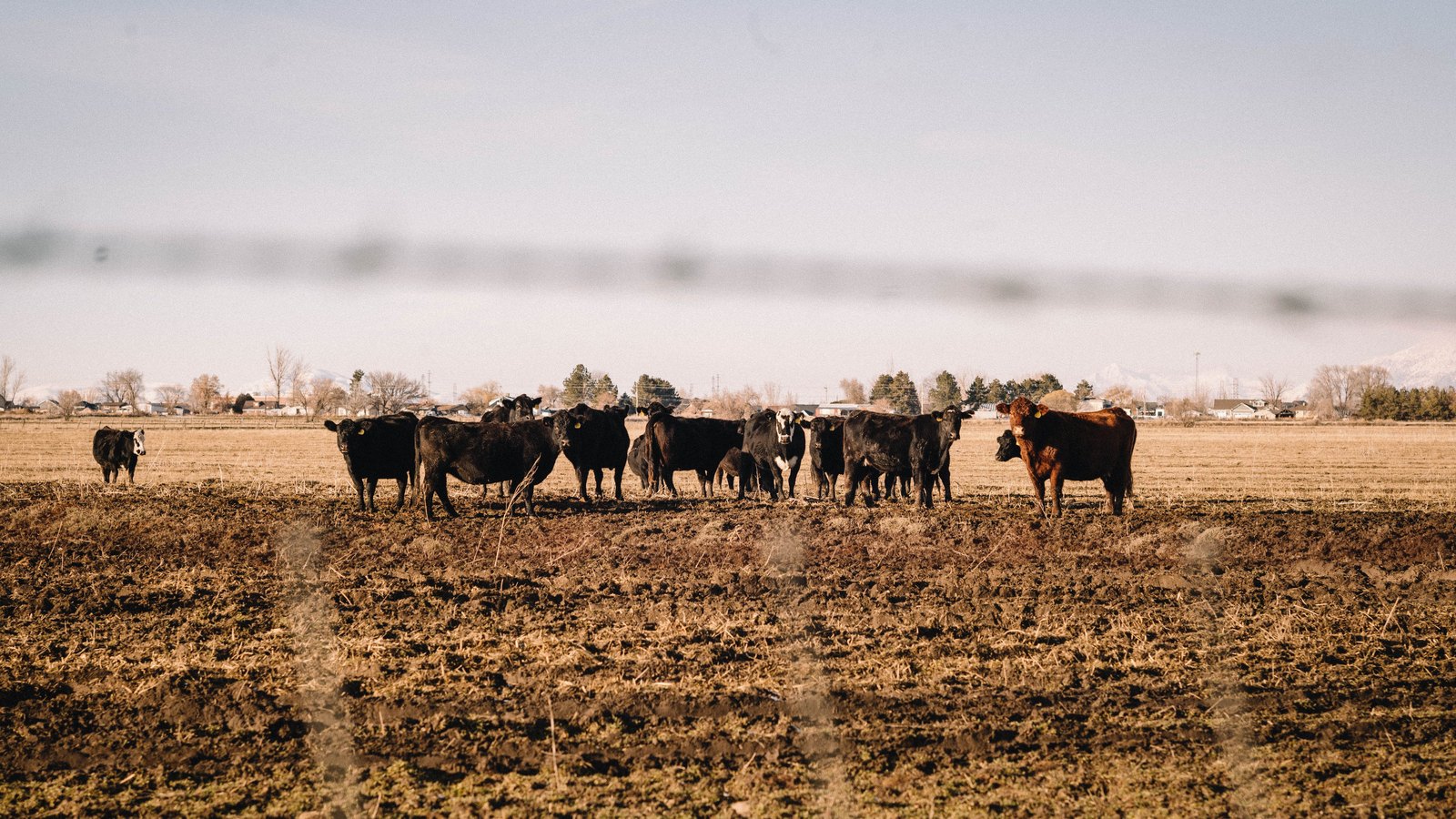 A herd of cattle stands together in a dry pasture.
