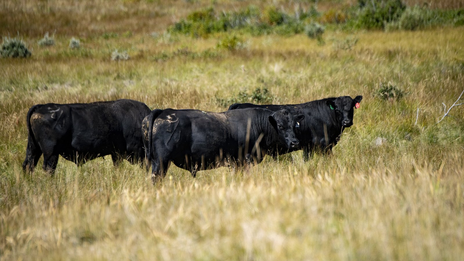Four black cattle stand in dry pasture.