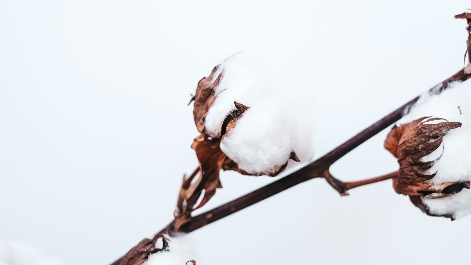 Two open cotton bolls on a bare brown stem, the white fibre catching the light against a pale, empty background.