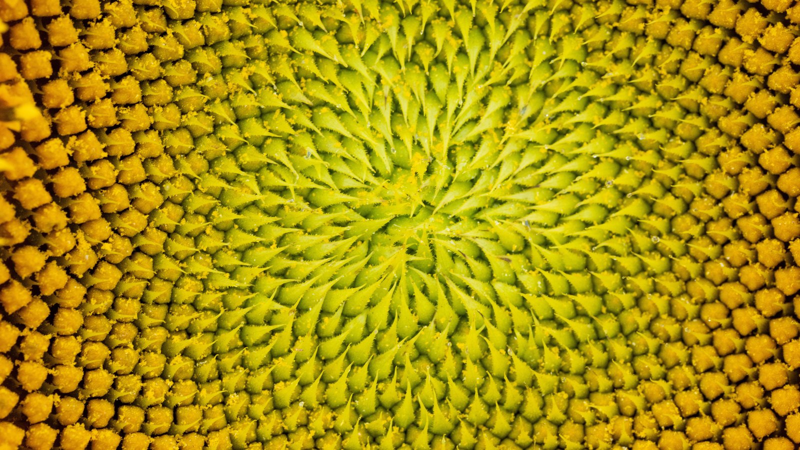 An extreme close view of the centre of a sunflower head filling the whole frame, hundreds of small green florets curling in interlocking spirals at the middle and opening into rows of yellow pollen tipped buds towards the edges. No petals, stem, sky, person or text is in view.