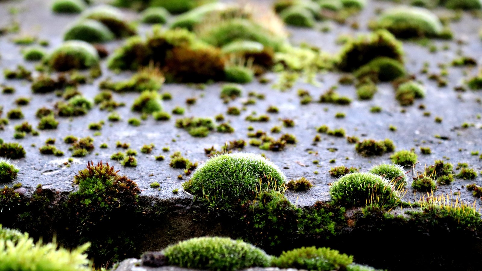 A low close photograph of bright green moss growing in rounded cushions across a wet dark grey stone slab, some clumps dense and domed, others scattered as small tufts, with fine yellow stalks rising from several of them. No text, lettering, brand mark, object, person or place is in view.