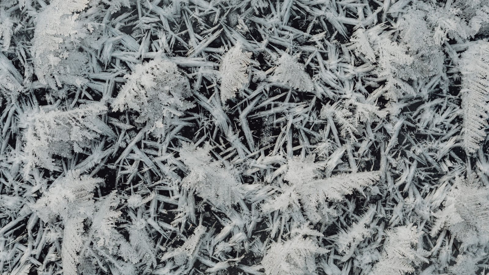 A close photograph of hoarfrost on dark ground, long white needle crystals lying across one another in every direction with feathered clusters of frost between them.