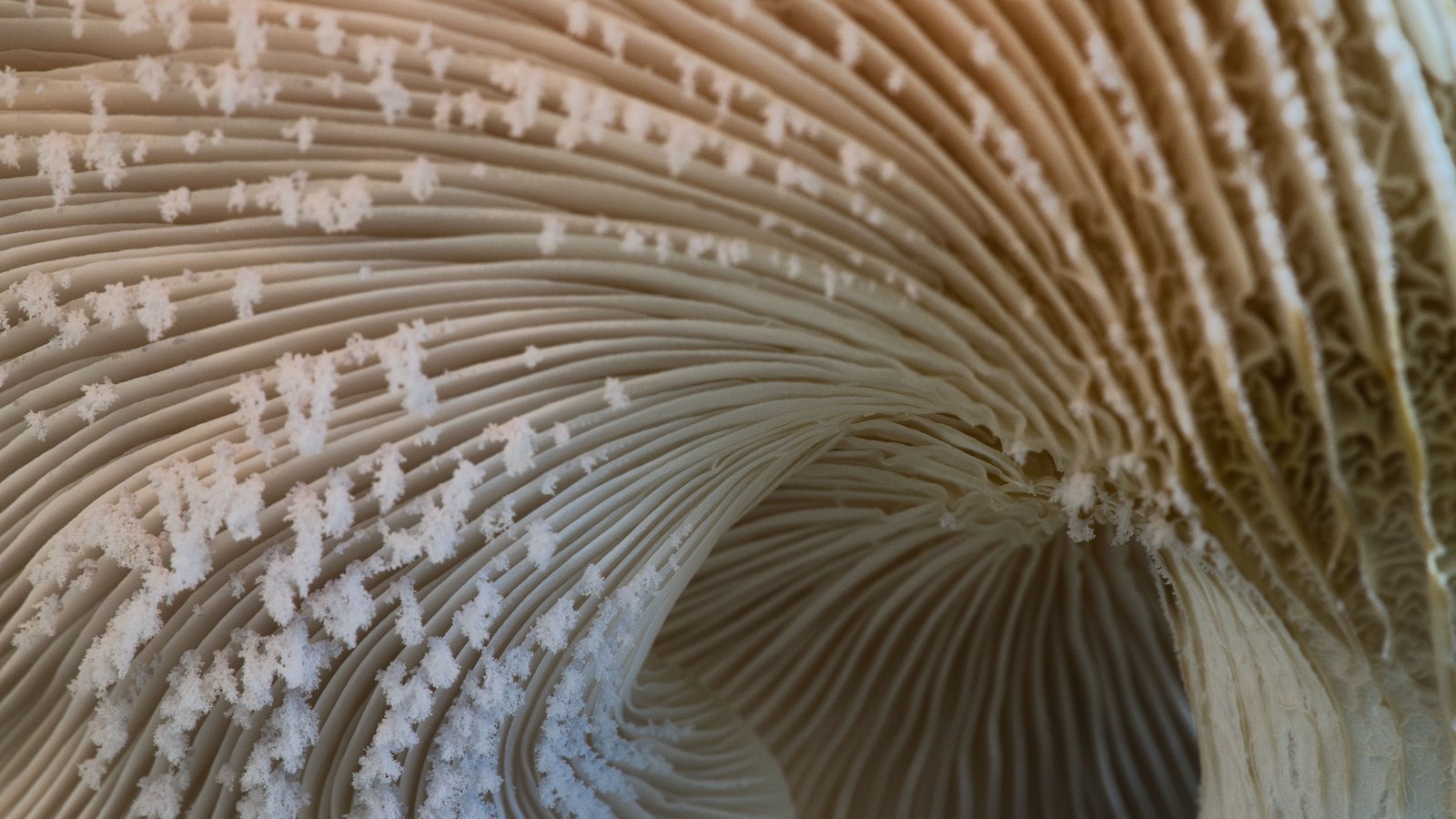 A close photograph of the underside of a mushroom filling the whole frame, fine cream gills radiating in tight curves with small white frost crystals scattered along them. No cap outline, stem, text, brand mark, person or place is in view.