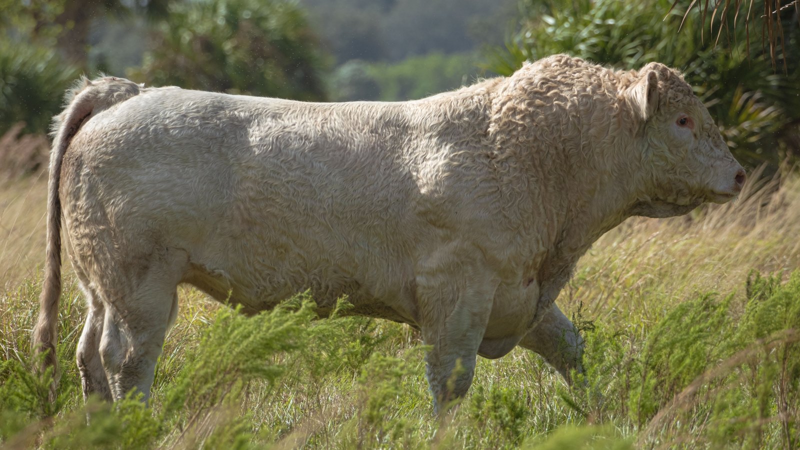 A white bull stands in tall grass beside palmettos on a sunlit Florida pasture. Stock photo, not the Wildflowerz Ranch property.